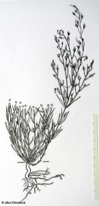 Thesium ramosum – lněnka rolní