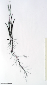 Tragopogon dubius – kozí brada pochybná