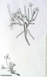 Trifolium badium – jetel hnědý