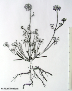 Trifolium badium – jetel hnědý