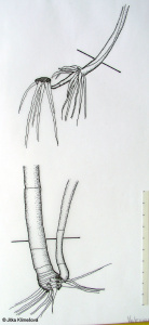 Valeriana officinalis – kozlík lékařský