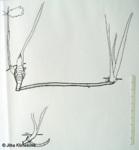 Valeriana excelsa subsp. excelsa – kozlík výběžkatý pravý