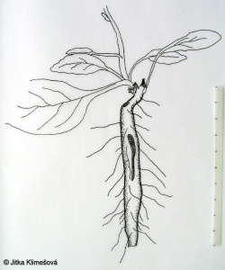 Verbascum phoeniceum subsp. phoeniceum – divizna brunátná pravá