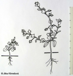 Veronica hederifolia – rozrazil břečťanolistý