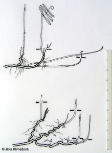 Vicia cracca – vikev ptačí