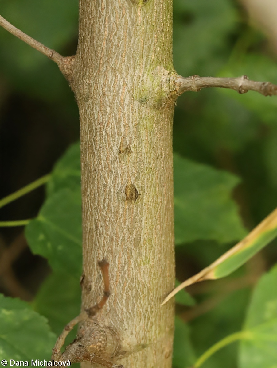Acer tataricum – javor tatarský