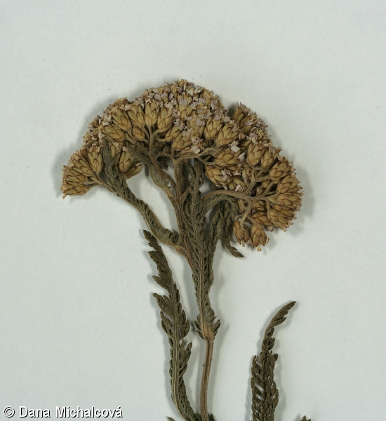 Achillea asplenifolia – řebříček sleziníkolistý