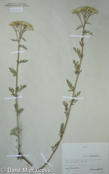 Achillea crithmifolia – řebříček jemnolistý