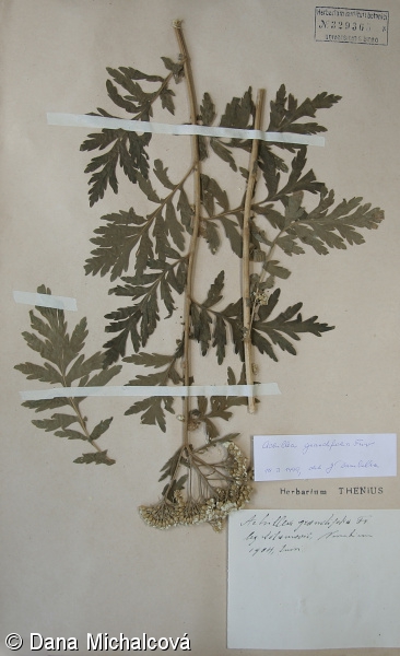 Achillea grandifolia – řebříček velkolistý