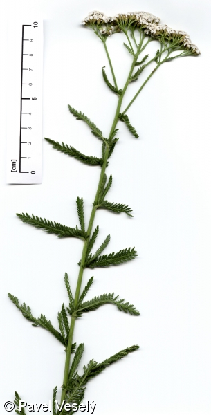 Achillea millefolium agg. – okruh řebříčku obecného