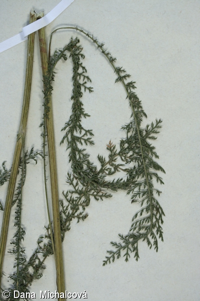 Achillea millefolium agg. – okruh řebříčku obecného