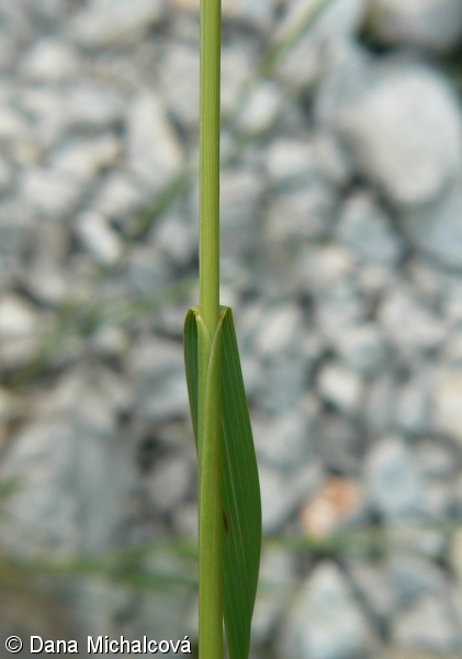 Achnatherum calamagrostis – kavyl třtinový
