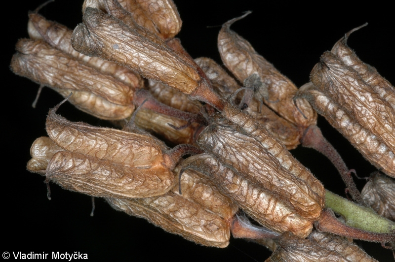 Aconitum lycoctonum – oměj vlčí mor