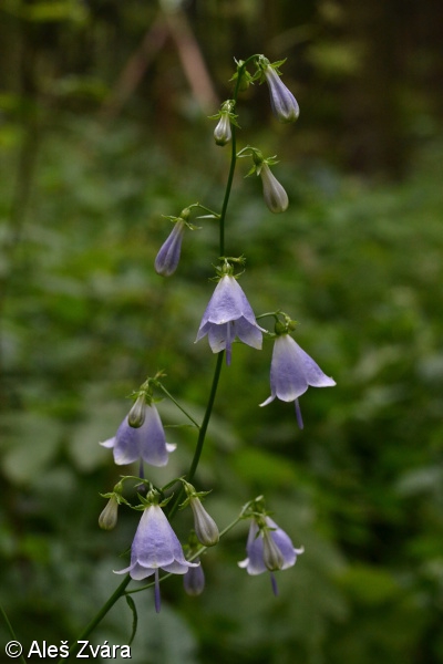 Adenophora liliifolia – zvonovec liliolistý