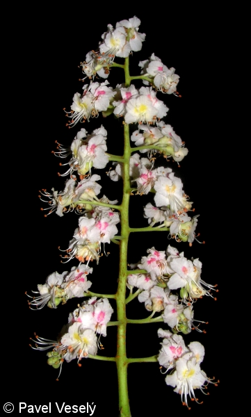 Aesculus hippocastanum – jírovec maďal (“koňský kaštan”)