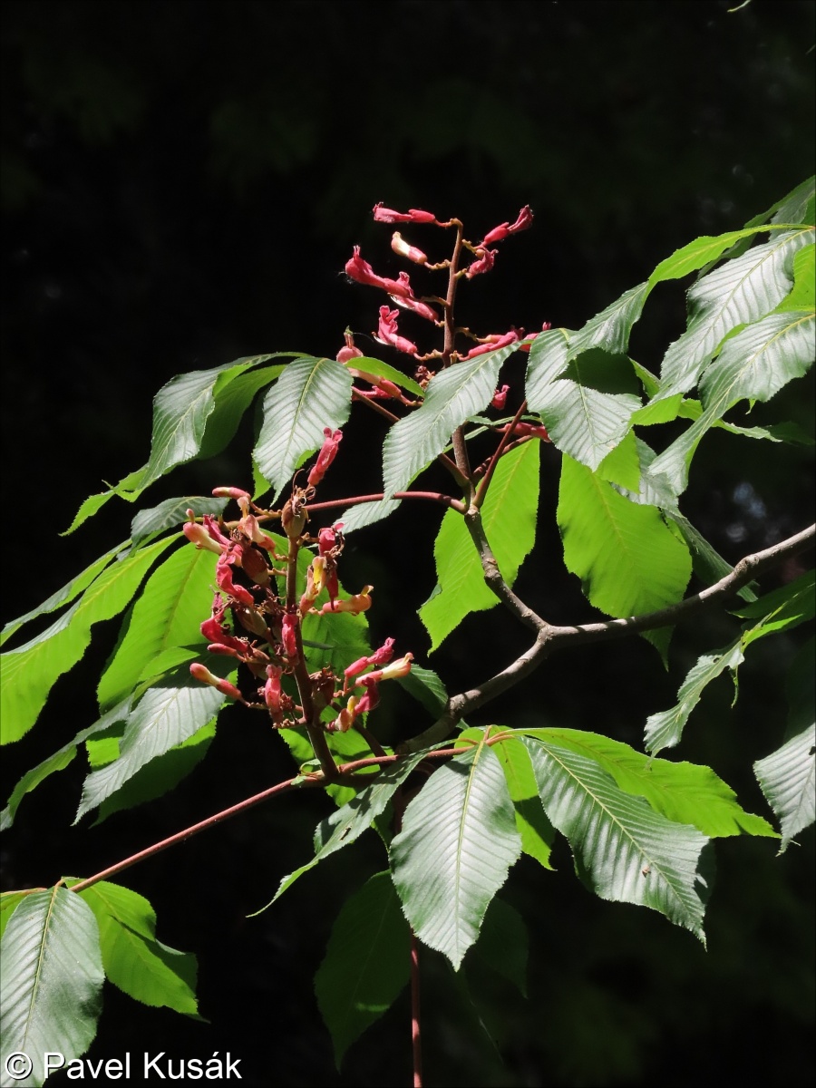 Aesculus pavia &ndash; jírovec pávie