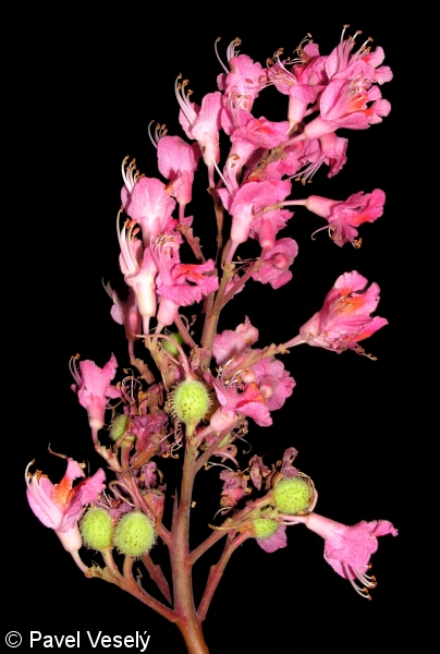 Aesculus ×carnea – jírovec pleťový