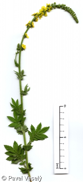 Agrimonia eupatoria subsp. eupatoria – řepík lékařský pravý