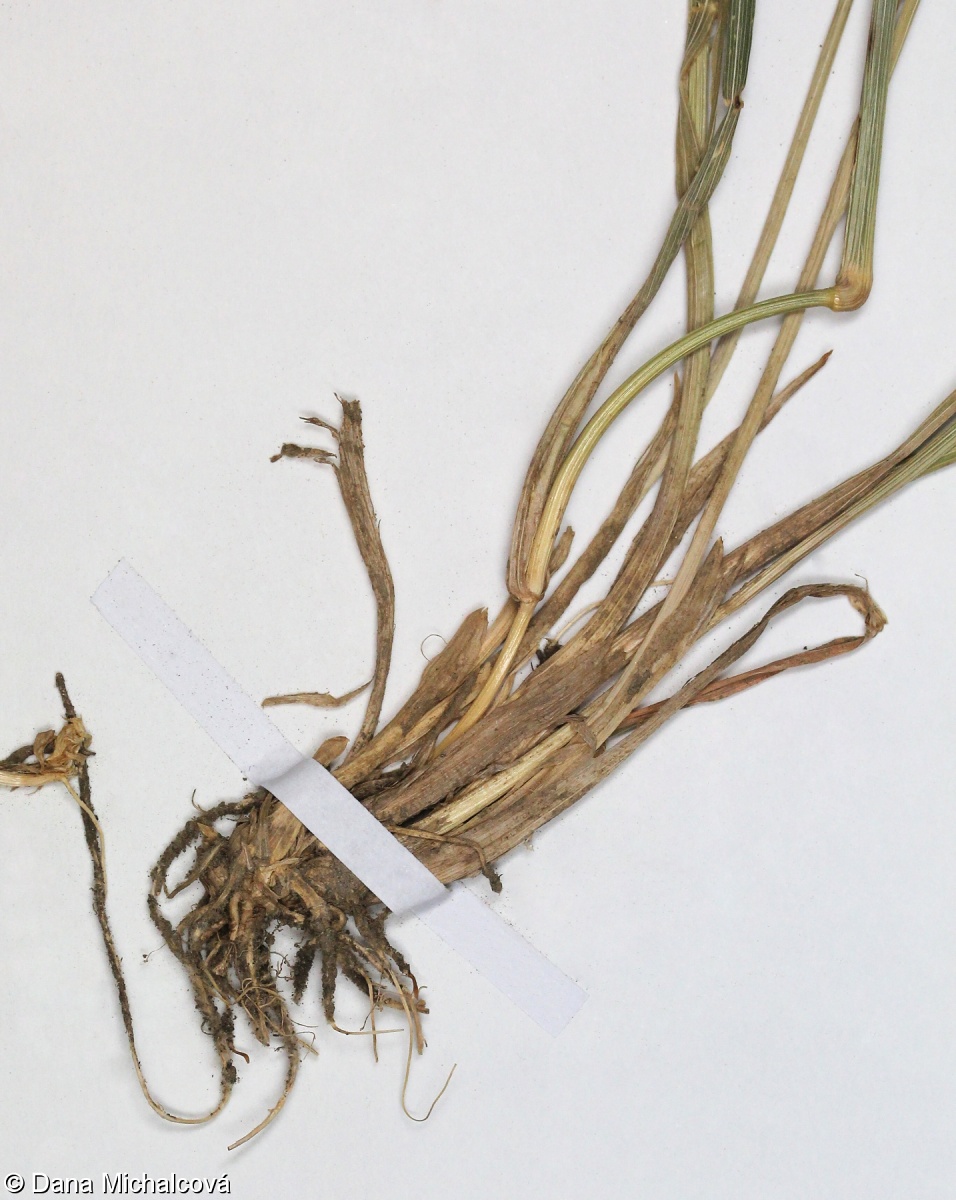 Agropyron pectinatum – žitňák hřebenitý