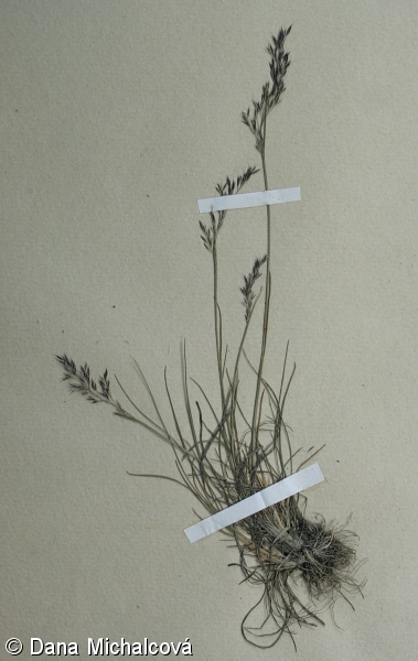 Agrostis alpina – psineček alpský
