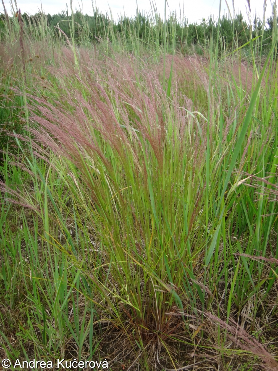 Agrostis scabra – psineček řídkokvětý