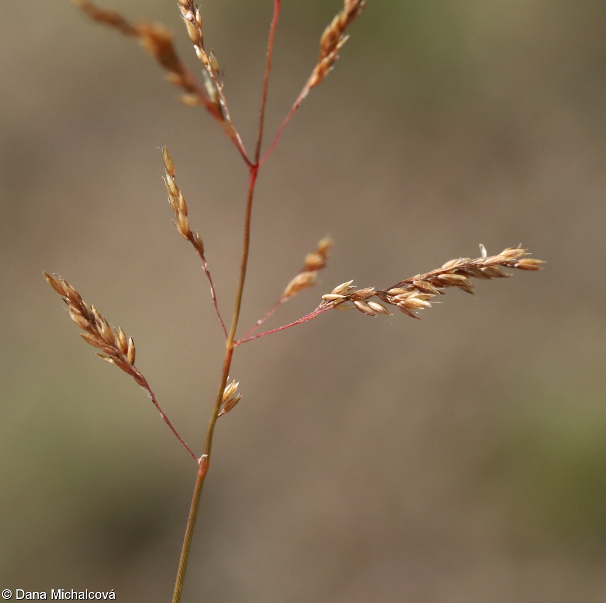 Agrostis vinealis – psineček tuhý