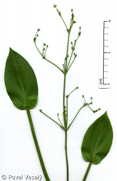 Alisma plantago-aquatica – žabník jitrocelový