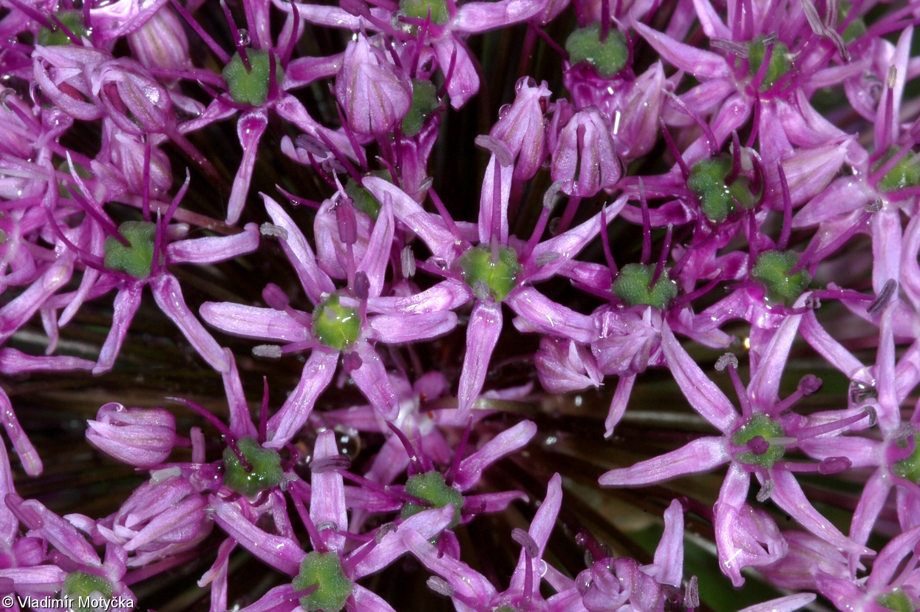 Allium hollandicum – česnek holandský