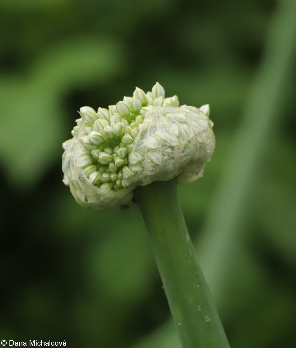 Allium cepa – cibule kuchyňská