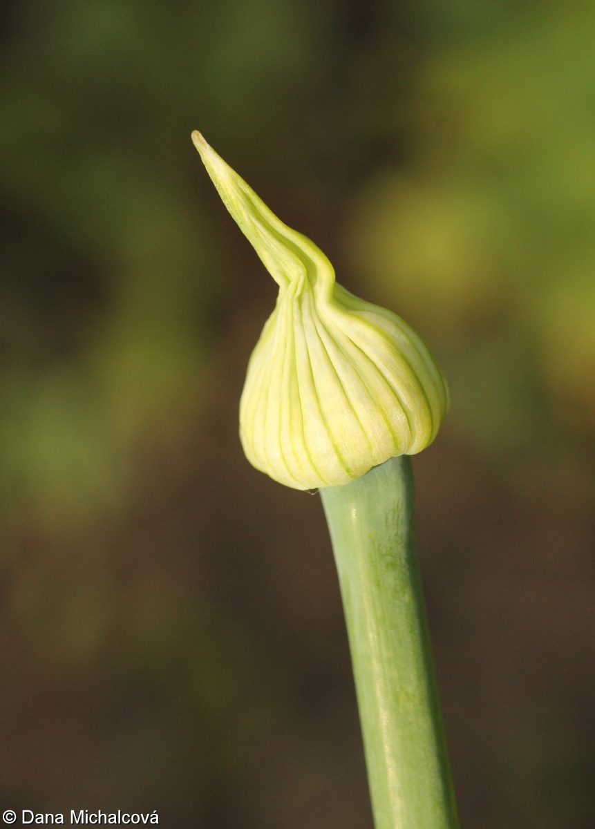 Allium cepa – cibule kuchyňská