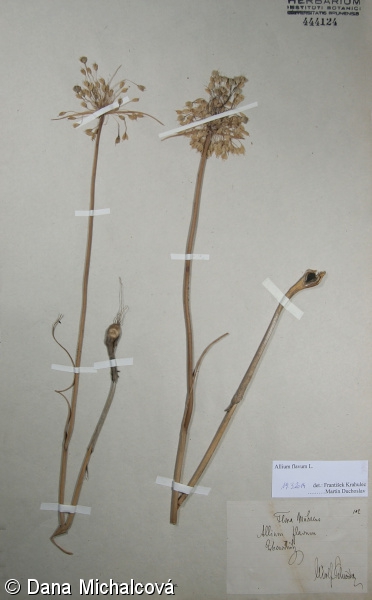 Allium flavum – česnek žlutý