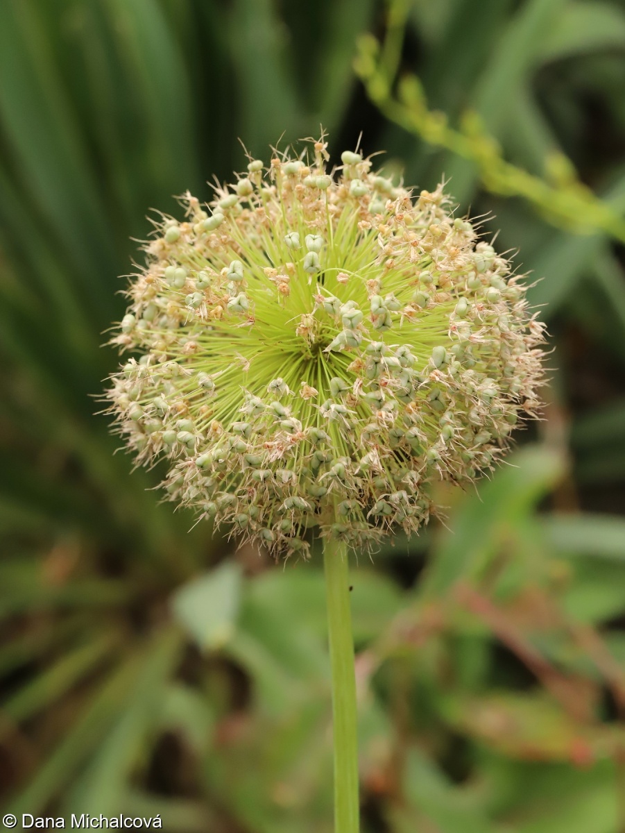Allium giganteum – česnek obrovský