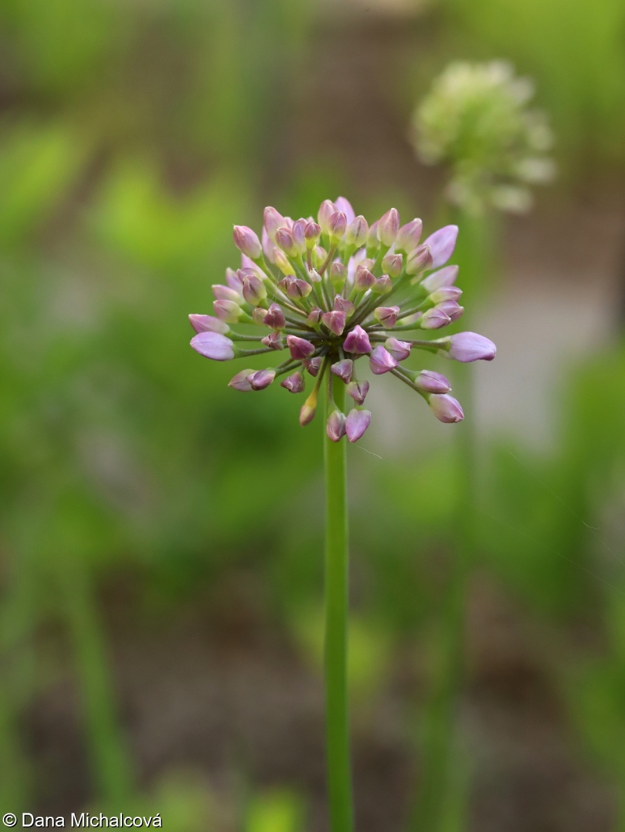 Allium nutans – česnek nicí