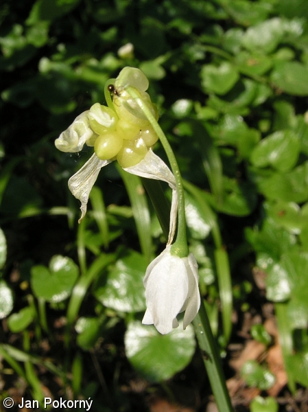 Allium paradoxum var. paradoxum – česnek podivný pravý