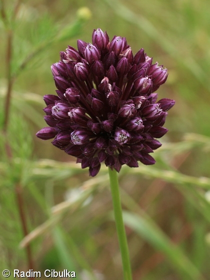 Allium rotundum – česnek kulovitý