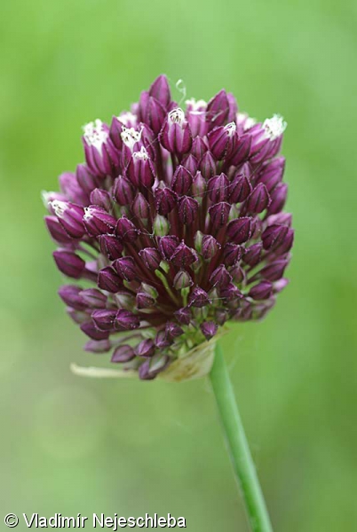 Allium rotundum subsp. rotundum – česnek kulovitý pravý