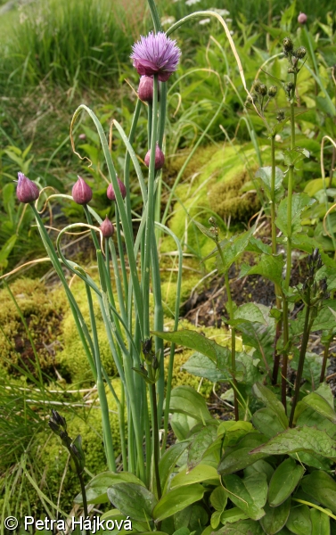 Allium schoenoprasum subsp. schoenoprasum – pažitka pobřežní pravá
