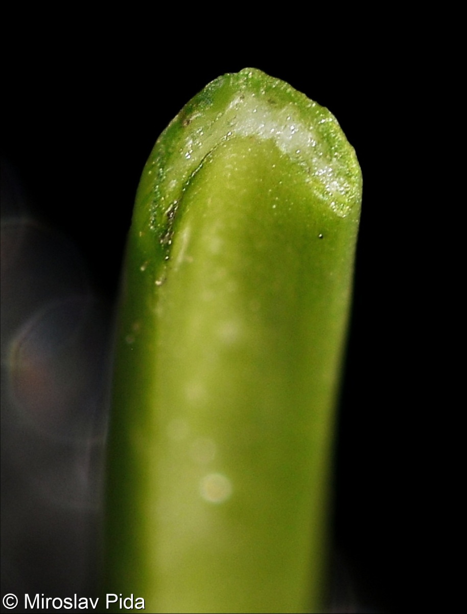 Allium senescens subsp. montanum – česnek šerý horský