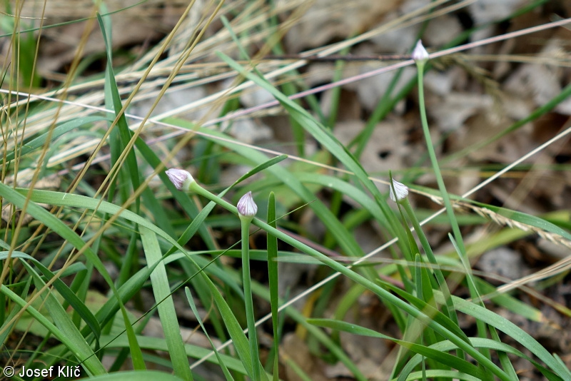 Allium senescens subsp. montanum – česnek šerý horský
