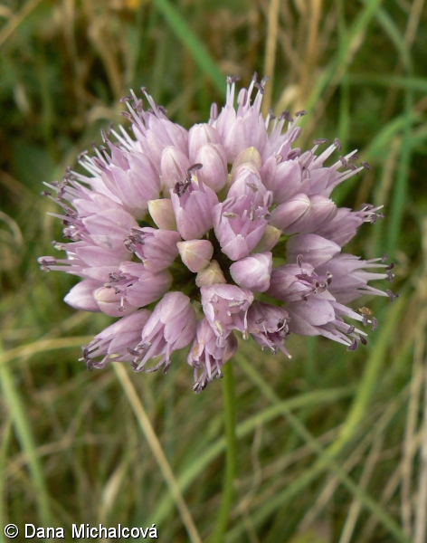 Allium senescens – česnek šerý