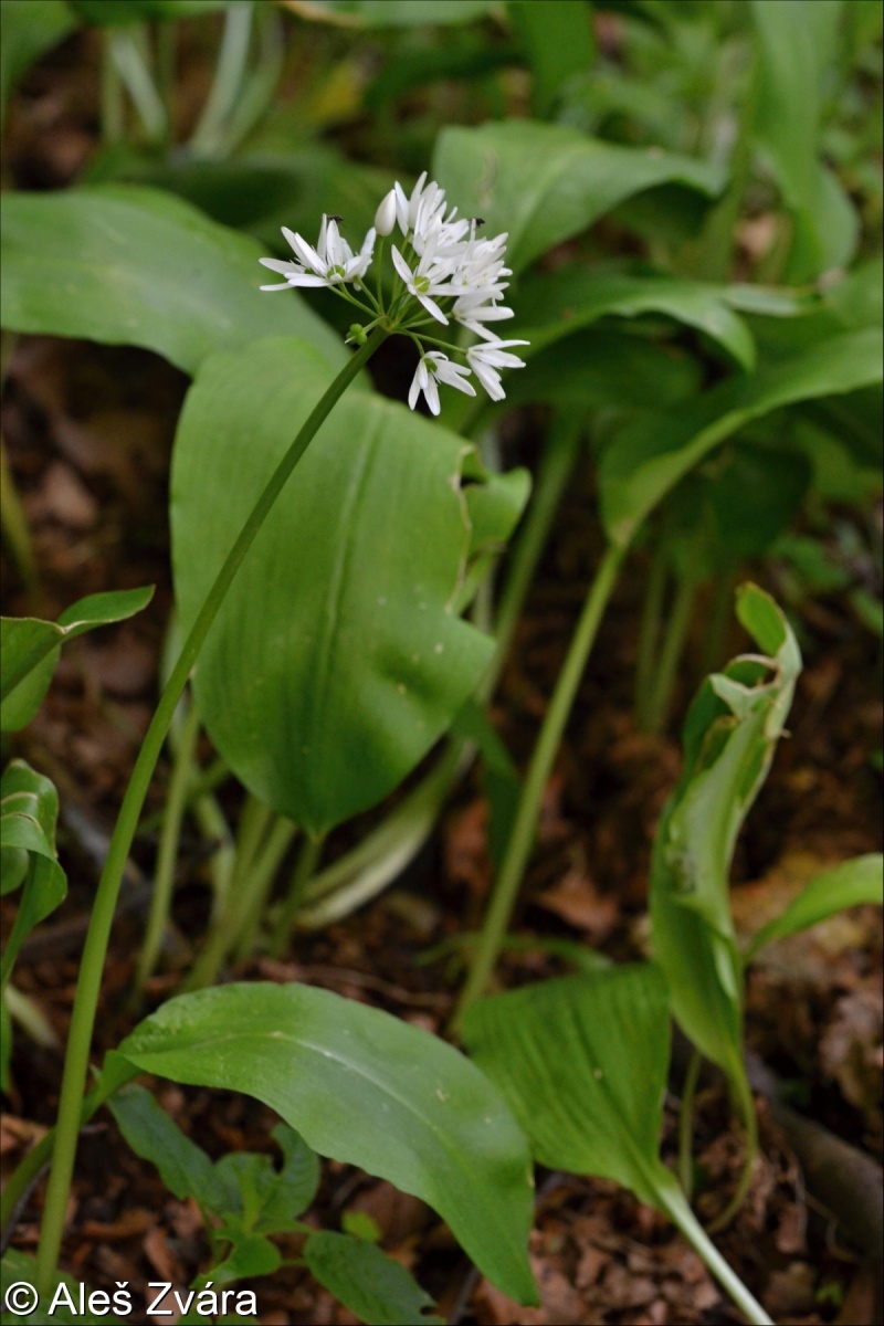 Allium ursinum subsp. ursinum – česnek medvědí pravý