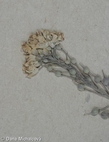 Alyssum rostratum – tařice zobánkatá