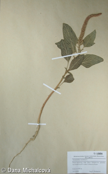 Amaranthus caudatus – laskavec ocasatý