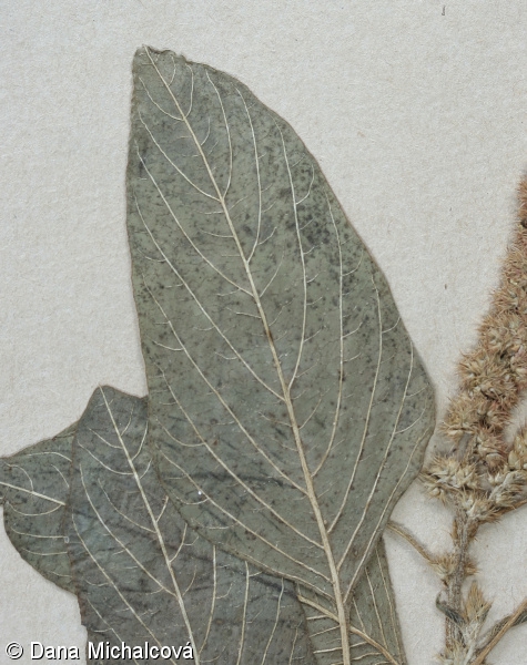 Amaranthus caudatus – laskavec ocasatý