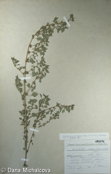 Amaranthus crispus – laskavec kadeřavý