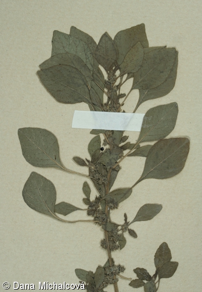 Amaranthus graecizans subsp. sylvestris – laskavec úzkolistý planý