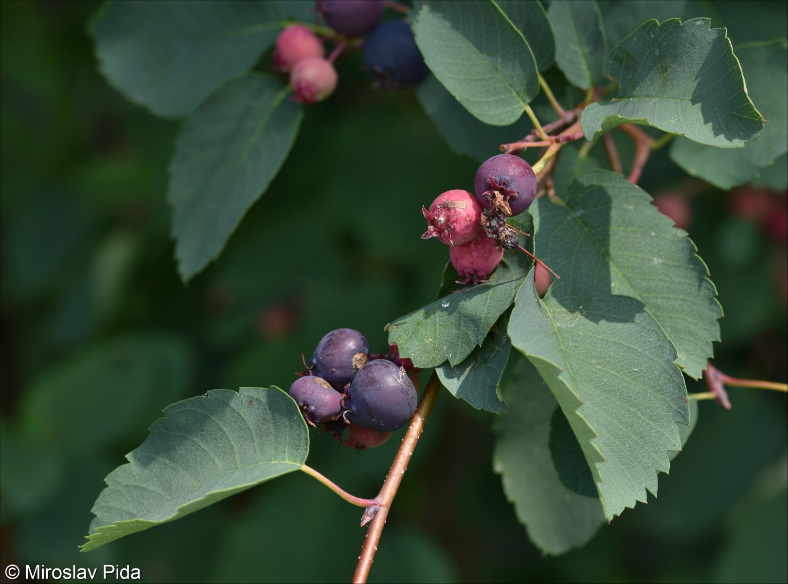 Amelanchier alnifolia &ndash; muchovník olšolistý