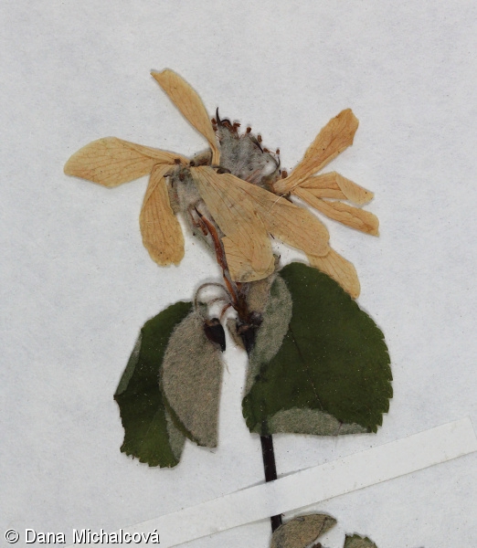 Amelanchier ovalis – muchovník oválný