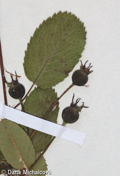 Amelanchier ovalis – muchovník oválný