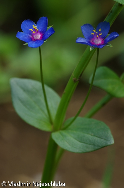 Anagallis foemina – drchnička modrá